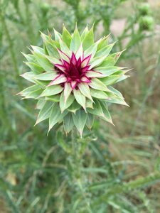 Nature thistle