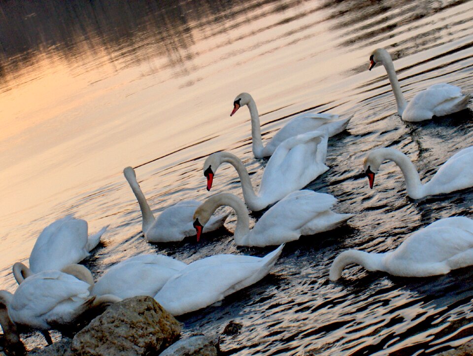 Lake reflection wildlife