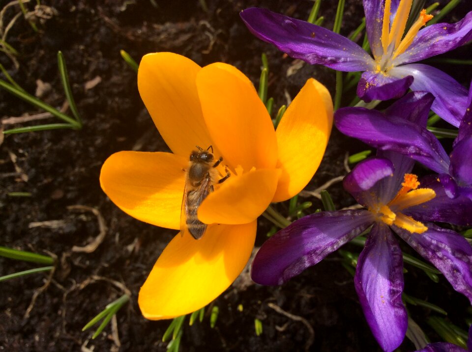 Insect garden flowering