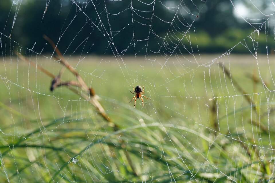 Spider cobweb nature