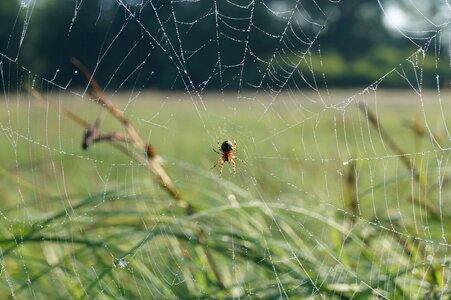 Spider cobweb nature