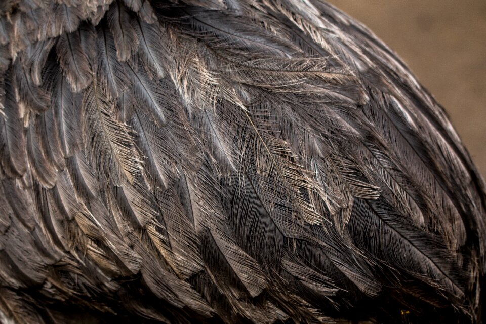 Bird strauss ostrich