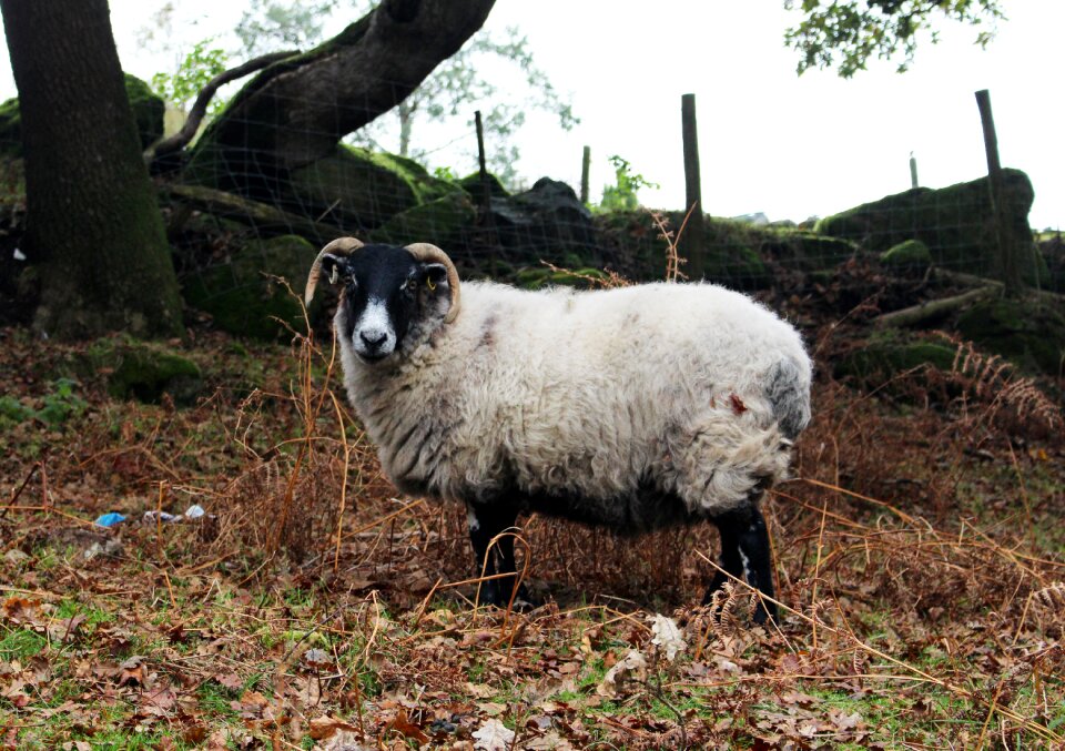 Nature wildlife moors