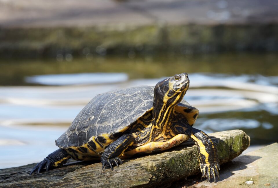 Water wild animal animal