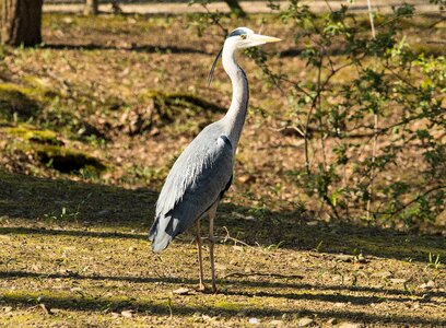 Bird eastern animal