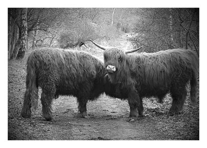 Scottish highlander oxen cows photo