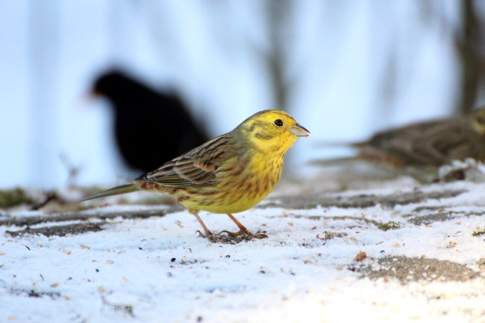 Songbird nature animal photo