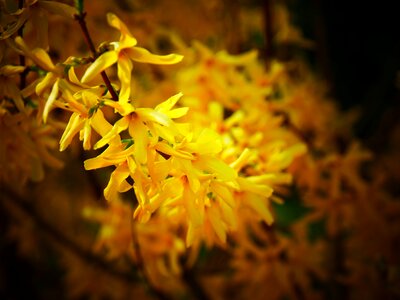 Plant public record yellow flowers