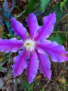 Purple flower flowering vine photo