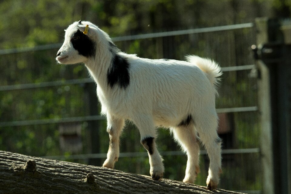 Mountain goat livestock enclosure