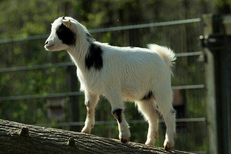 Mountain goat livestock enclosure photo