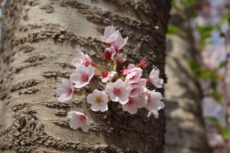 Cherry blossom macro port arthur photo