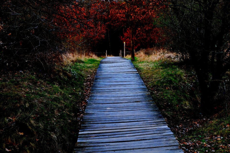 Trail wood planks boards