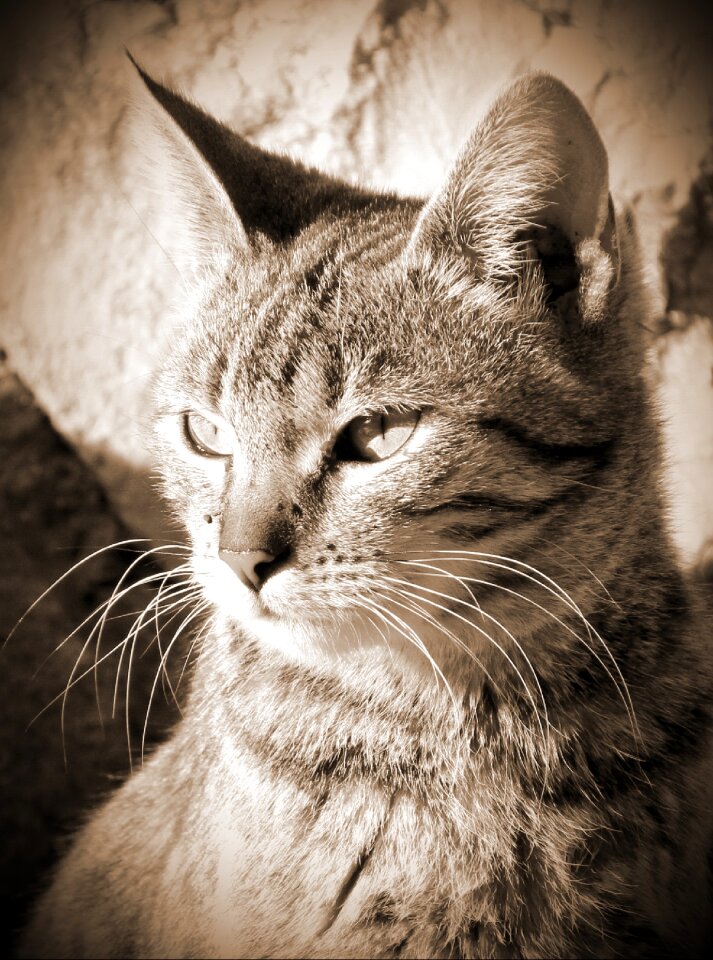 Young cat cute cat cat's eyes
