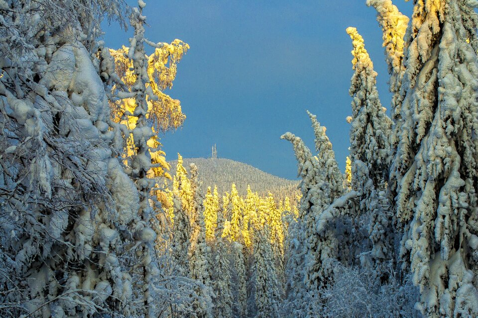 Forest frost nature