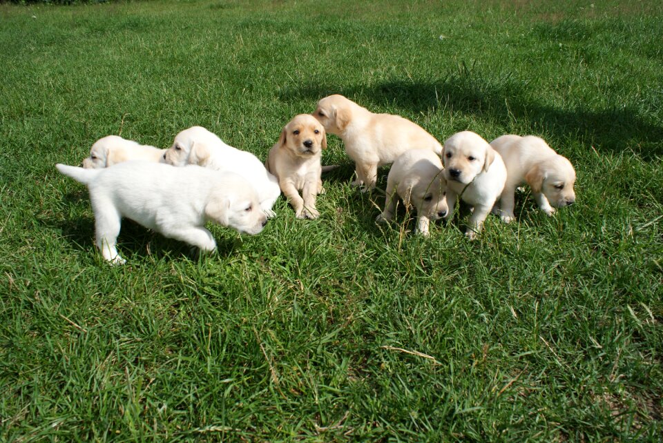 Puppies labradors biszkoptowe