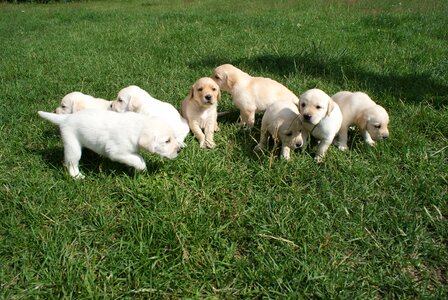 Puppies labradors biszkoptowe