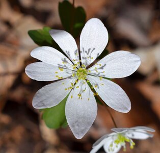 Flower blossom bloom
