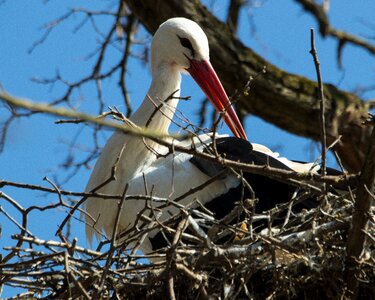 Storchennest rattle stork nest photo