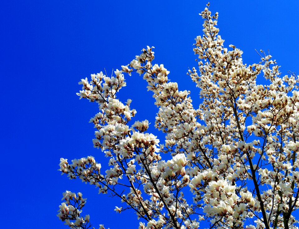 Blossom bloom nature