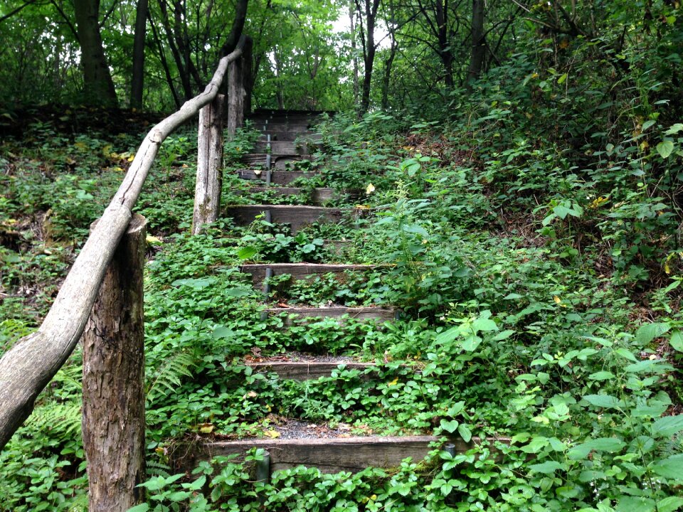 Forest path nature gradually
