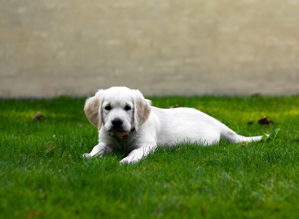 Livestock puppy sweet