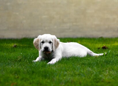 Livestock puppy sweet