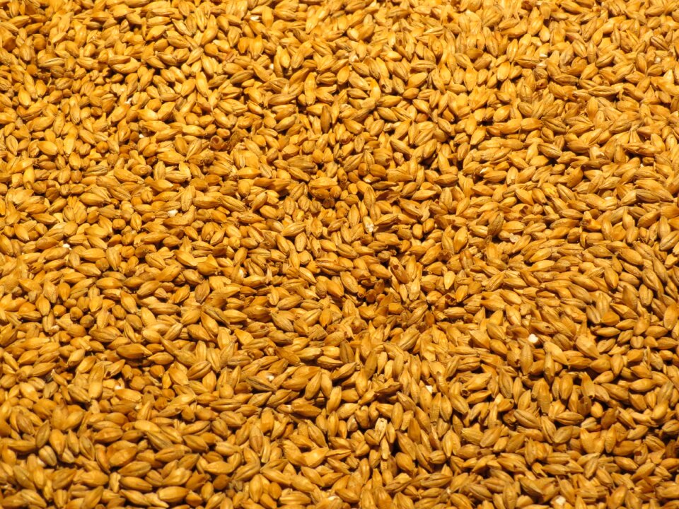 Malted barley beer brewery