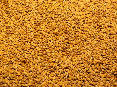 Malted barley beer brewery