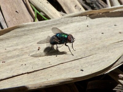 Gadfly detail insect