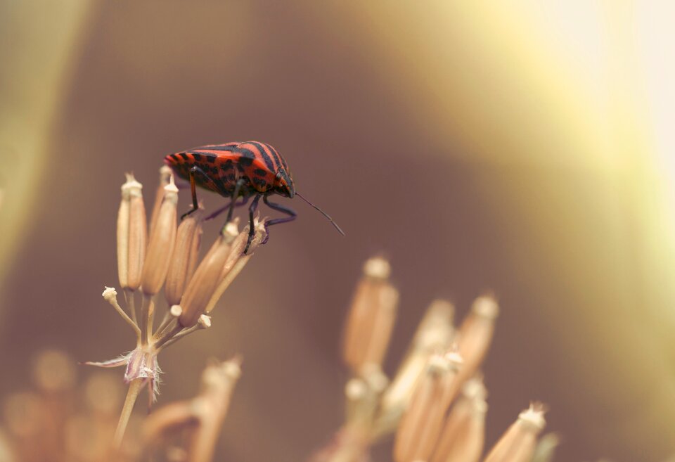 Striped nature insect photo