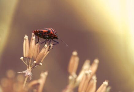 Striped nature insect photo