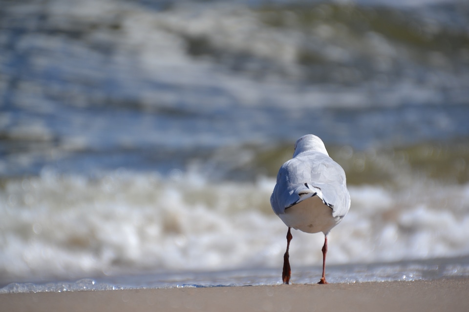 Seagull bird sea