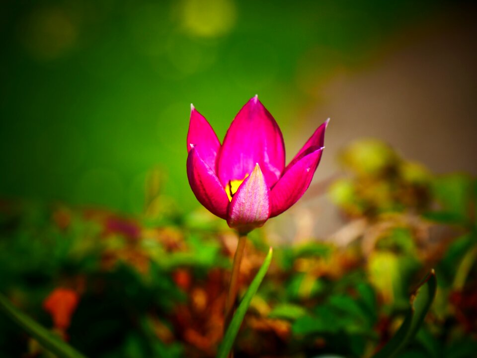 Pink flower close up plant