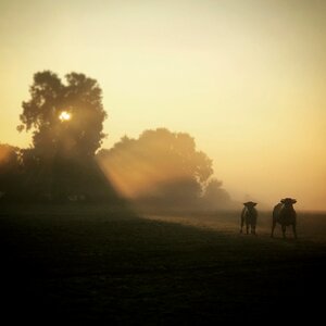 Oxen tree morning photo