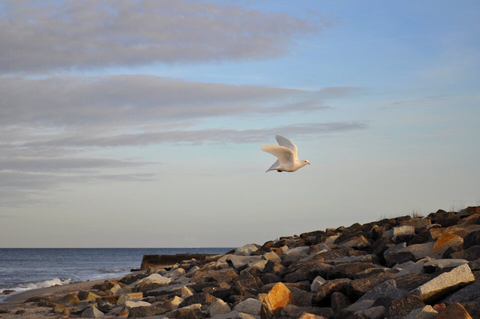 Dove baltic sea beach