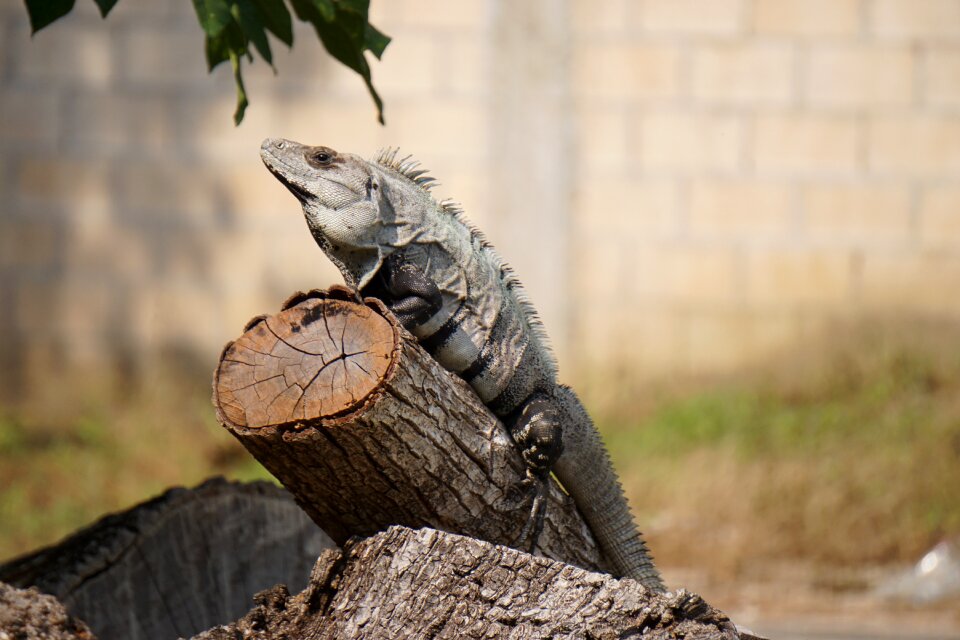 Nature reptiles reptile