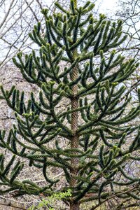Chile fir snake tree shed fir