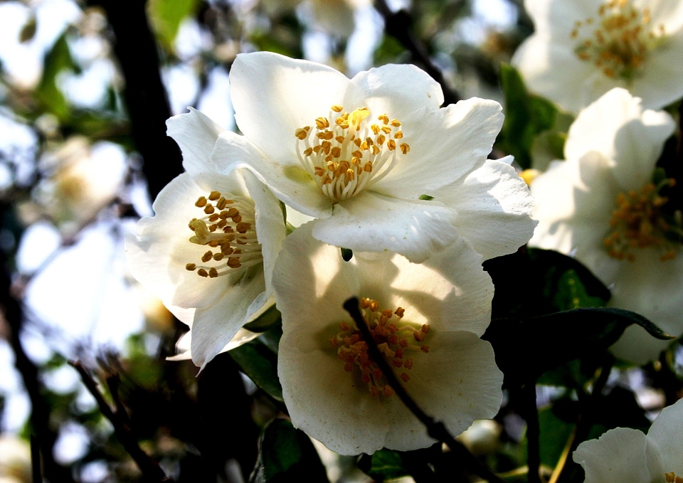 Delicate dainty stamen
