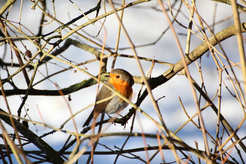 Songbird nature animal