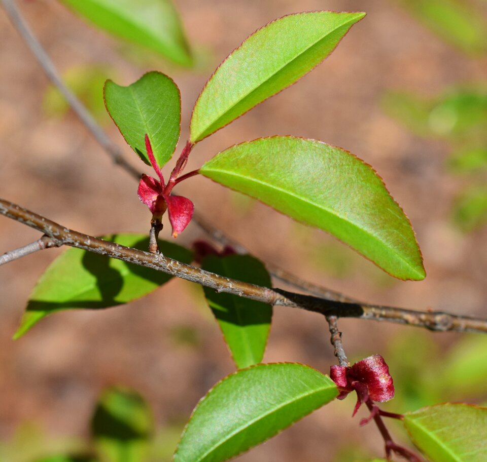 Red green plant