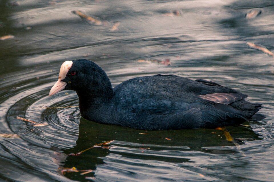 Swim waterfowl bird