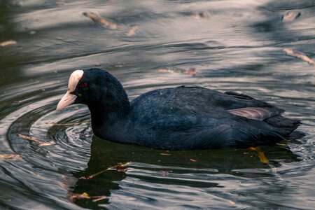 Swim waterfowl bird