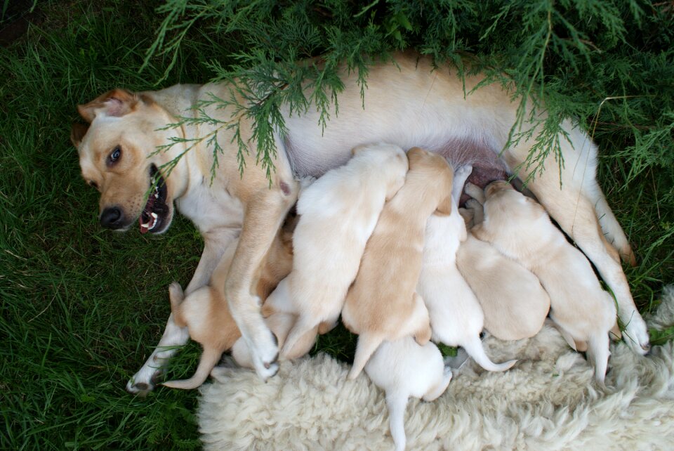 Puppies labradors bitch