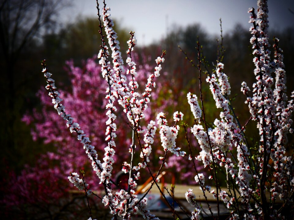 Nature spring purple flower