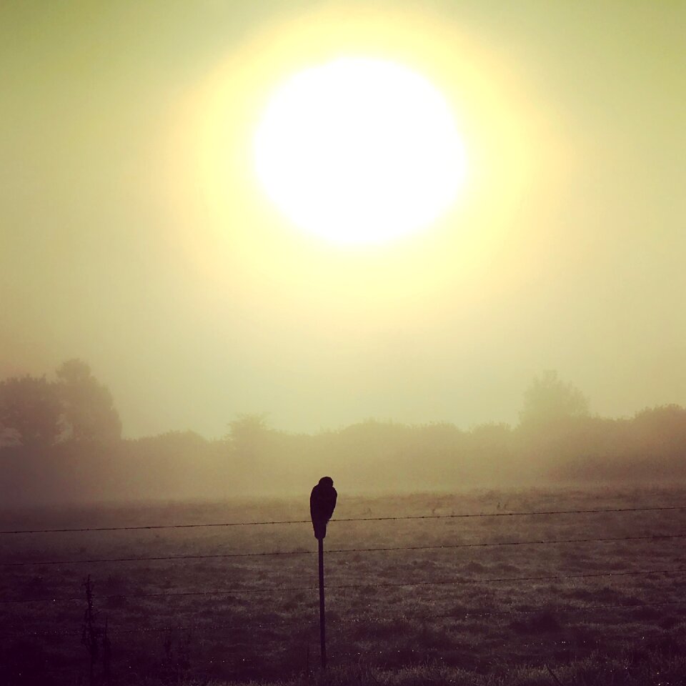 Falcon prairie sun