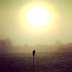 Falcon prairie sun