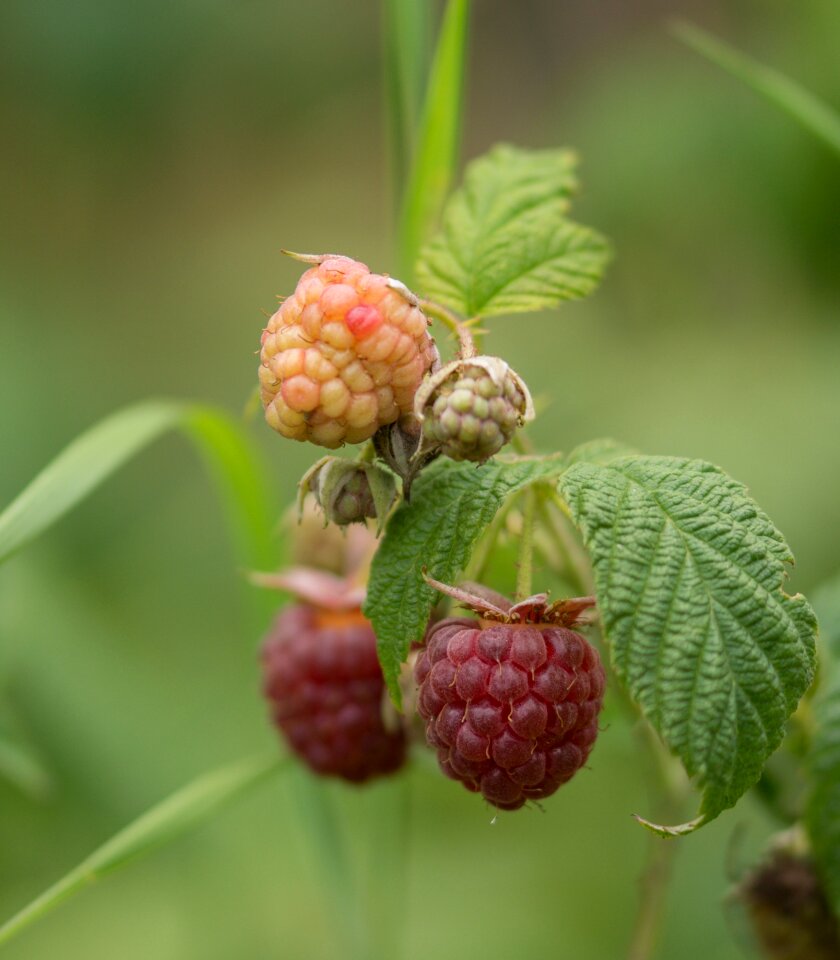 Red berries healthy photo