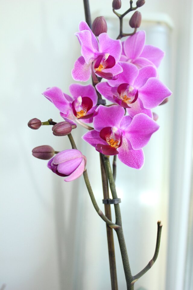 Orchid phalaenopsis beautiful flower