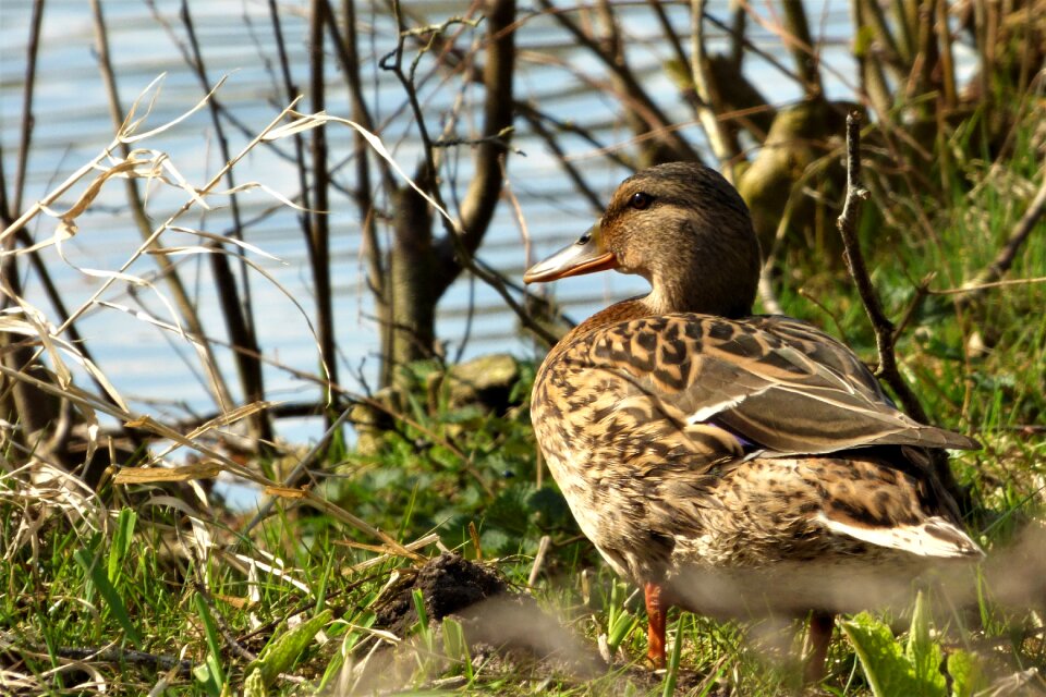 Bank drake plumage